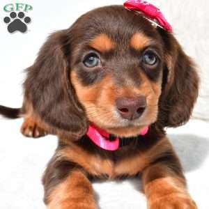 Nora, Dachshund Puppy