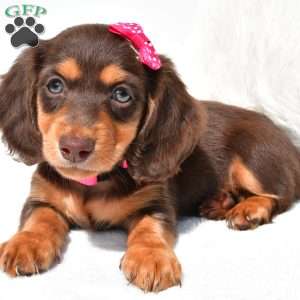 Nora, Dachshund Puppy