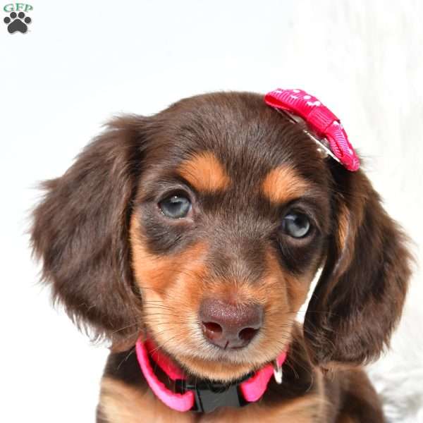 Nora, Dachshund Puppy