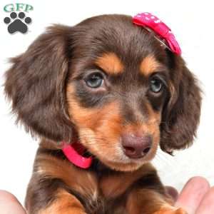 Nora, Dachshund Puppy
