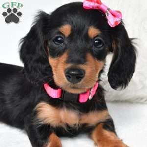Nancy, Dachshund Puppy