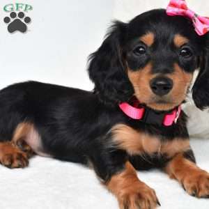 Nancy, Dachshund Puppy