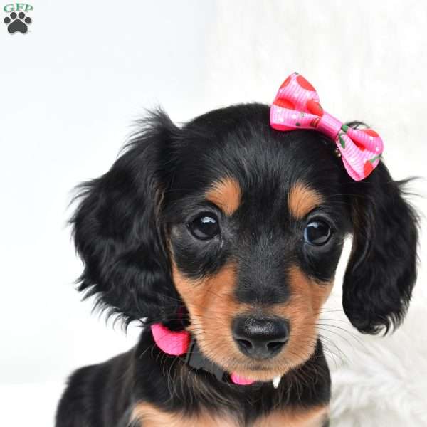Nancy, Dachshund Puppy