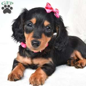 Nancy, Dachshund Puppy