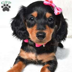 Nancy, Dachshund Puppy