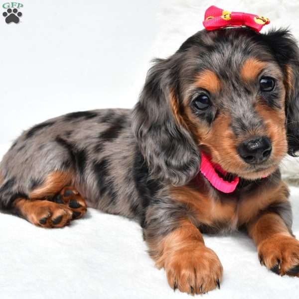 Norma, Dachshund Puppy