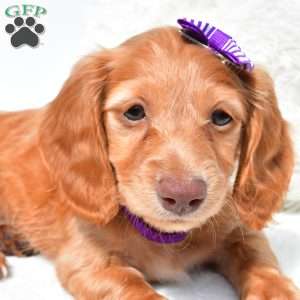Nova, Dachshund Puppy