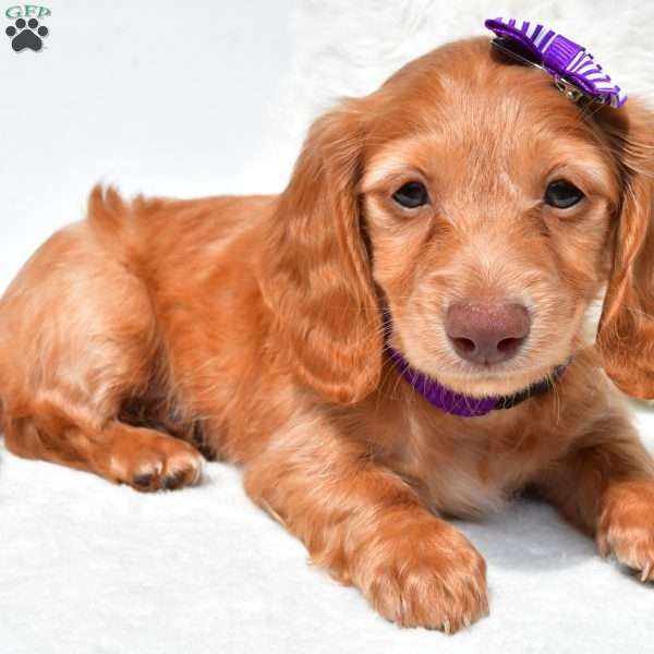 Nova, Dachshund Puppy