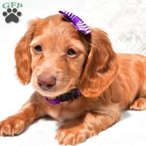 Nova, Dachshund Puppy