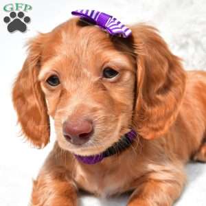 Nova, Dachshund Puppy