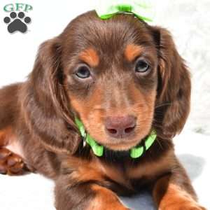 Nicky, Dachshund Puppy