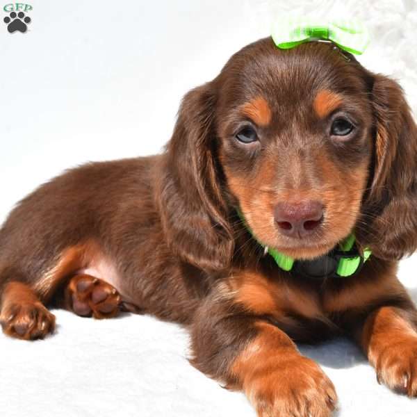 Nicky, Dachshund Puppy