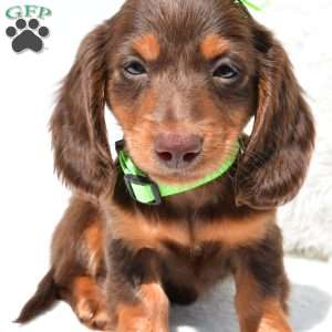 Nicky, Dachshund Puppy