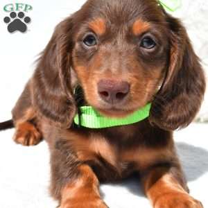 Nicky, Dachshund Puppy