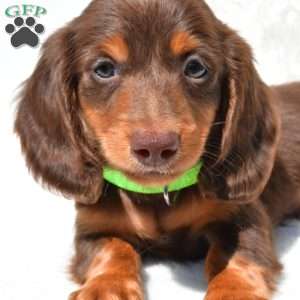 Nicky, Dachshund Puppy
