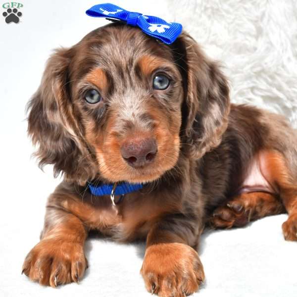 Nash, Dachshund Puppy