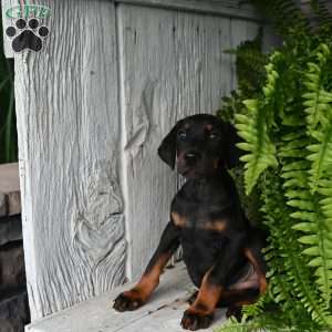Master, Doberman Pinscher Puppy