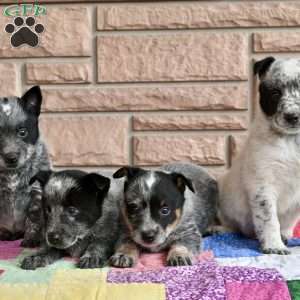Milly, Blue Heeler – Australian Cattle Dog Puppy