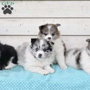 Buddy, Pomeranian Puppy