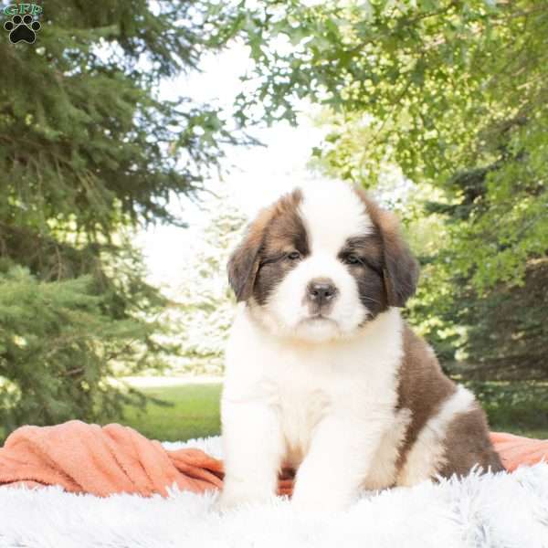 Canyon, Saint Bernard Puppy