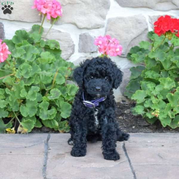 Daffodil, Cavapoo Puppy
