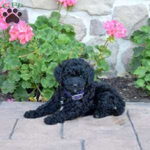 Daffodil, Cavapoo Puppy