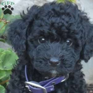 Daffodil, Cavapoo Puppy