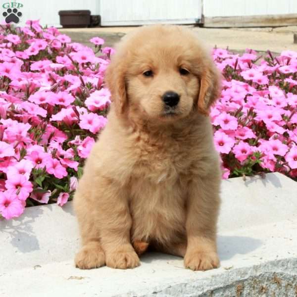 Dahlia, Goldendoodle Puppy
