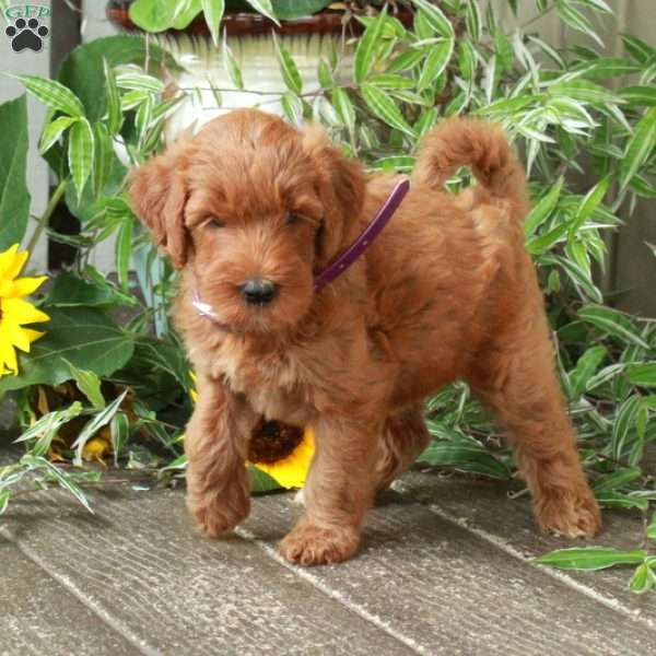 Dahlia, Goldendoodle Puppy