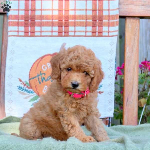 Dahlia, Mini Goldendoodle Puppy
