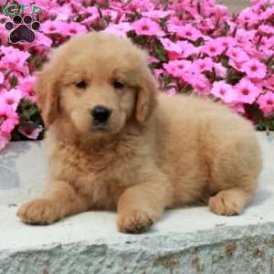 Dahlia, Goldendoodle Puppy