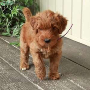 Dahlia, Goldendoodle Puppy
