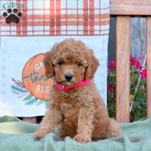 Dahlia, Mini Goldendoodle Puppy