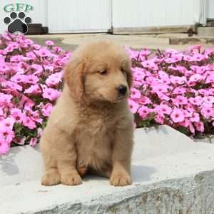 Dahlia, Goldendoodle Puppy