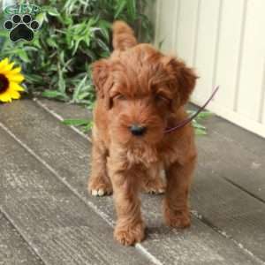 Dahlia, Goldendoodle Puppy