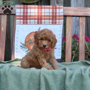 Dahlia, Mini Goldendoodle Puppy