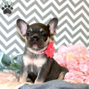 Dahlia, French Bulldog Puppy