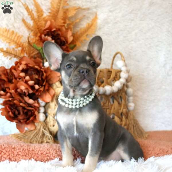 Dahlia, French Bulldog Puppy
