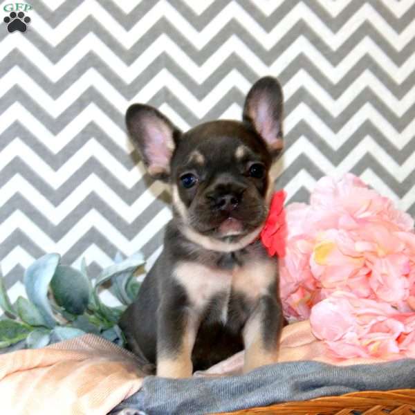 Dahlia, French Bulldog Puppy