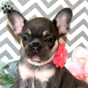 Dahlia, French Bulldog Puppy
