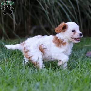 Daisy, Cavapoo Puppy
