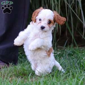 Daisy, Cavapoo Puppy