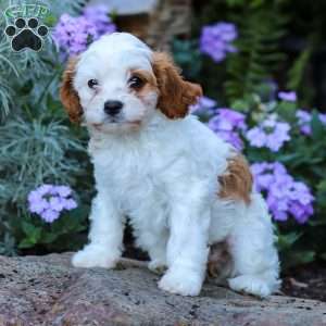 Daisy, Cavapoo Puppy