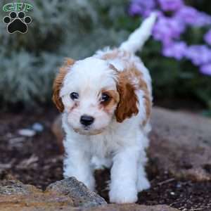 Daisy, Cavapoo Puppy
