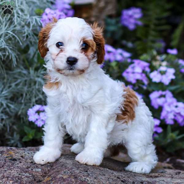 Daisy, Cavapoo Puppy