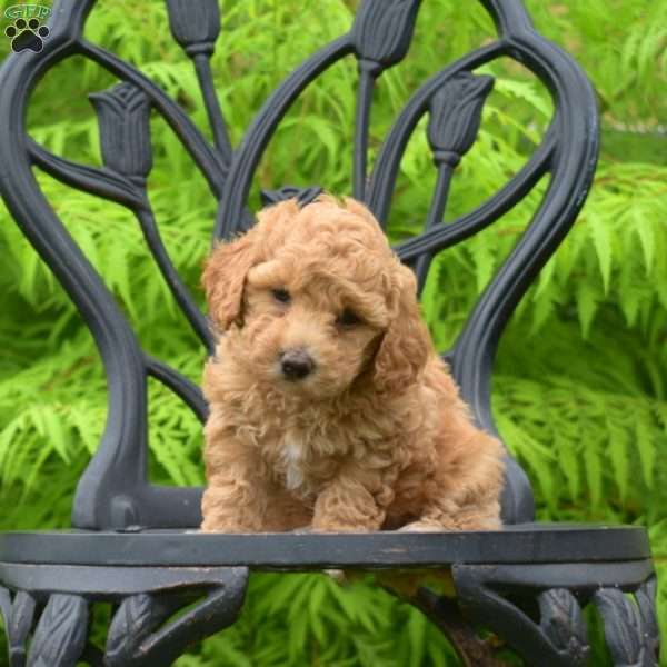 Daisy, Bich-Poo Puppy