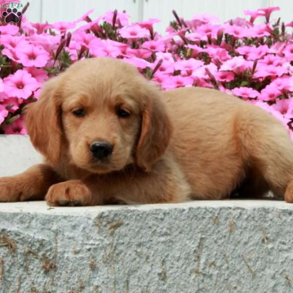 Daisy, Goldendoodle Puppy