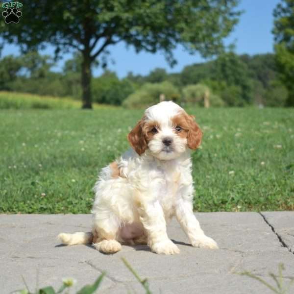 Daisy, Cavapoo Puppy