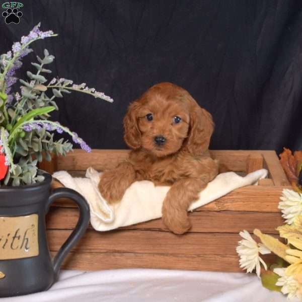 Daisy, Cavapoo Puppy