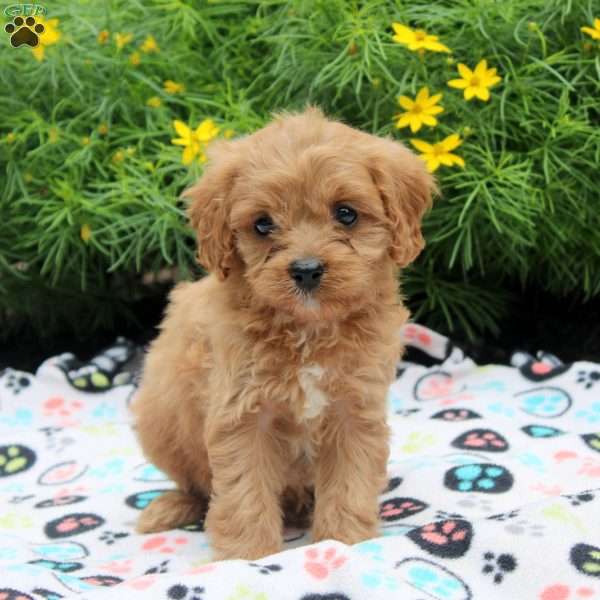 Daisy, Cavapoo Puppy